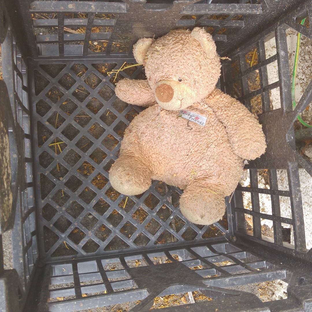 homeless teddy
